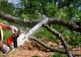 How Our Tree Care Process Works  in  Woodlawn, OH